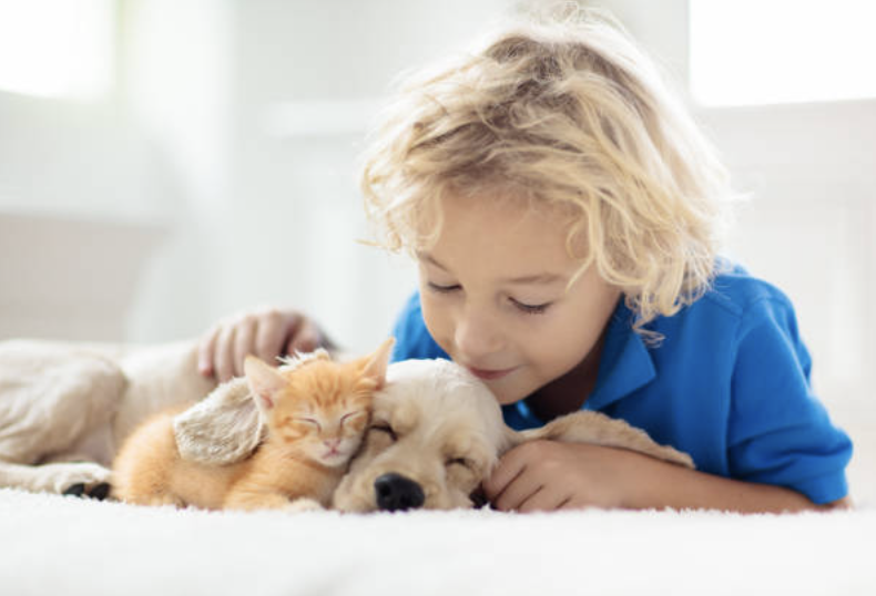 Assurance santé animaux — chien et chat